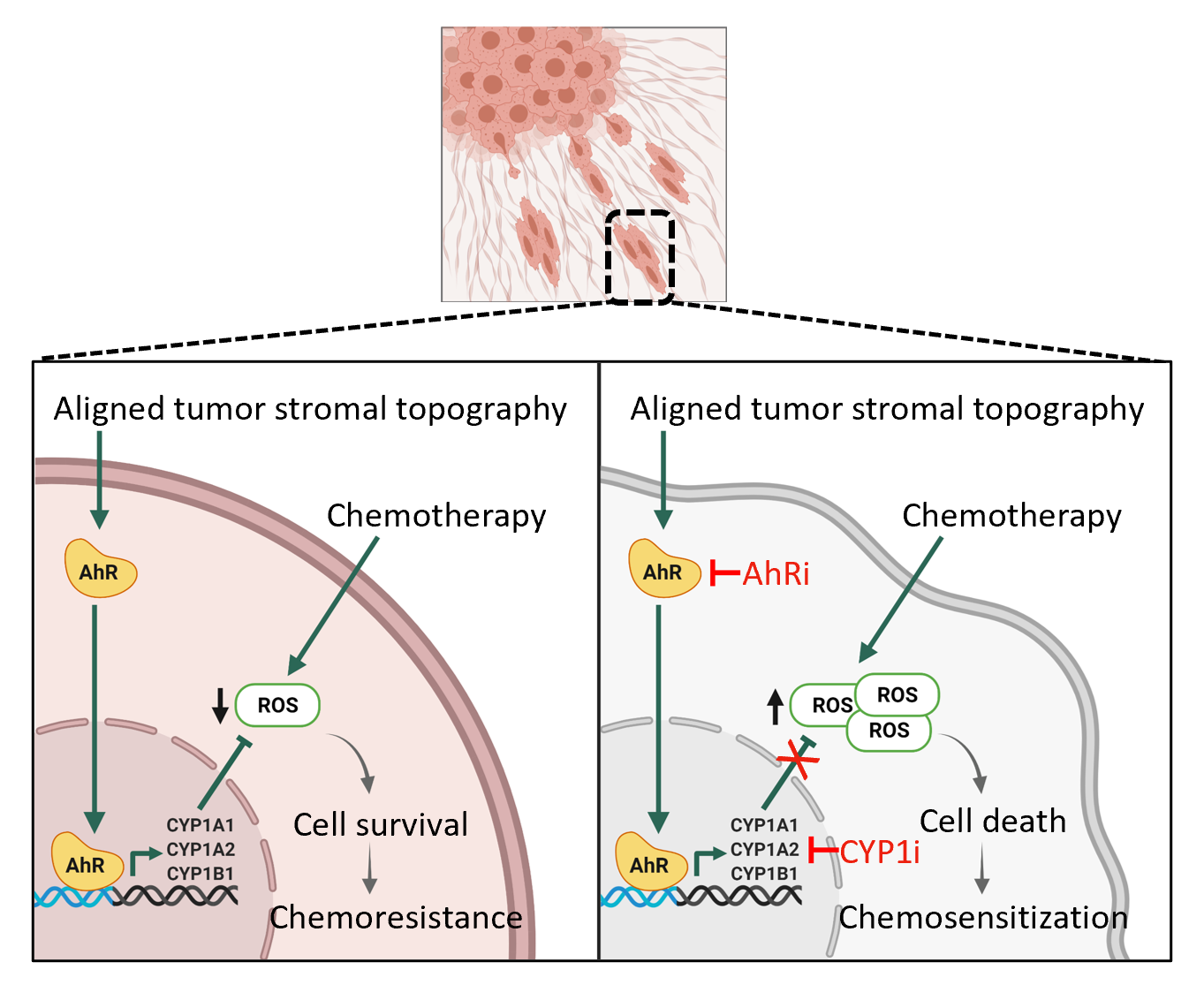 Research Chia Yi Su Lab
